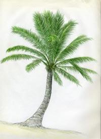 Як намалювати пальму: вчимо дитину